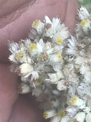 Pseudognaphalium chartaceum