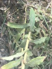 Pseudognaphalium chartaceum