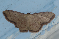 Idaea craspedota