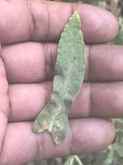 Pseudognaphalium chartaceum