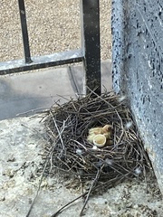 Columba livia domestica
