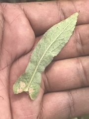 Pseudognaphalium chartaceum