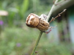 Pozonia
