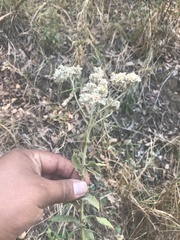 Pseudognaphalium chartaceum