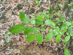 Carpinus turczaninovii