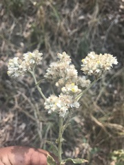 Pseudognaphalium chartaceum