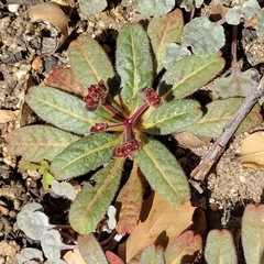 Eriogonum apiculatum