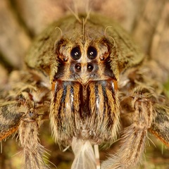 Cupiennius coccineus