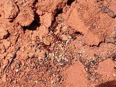Pogonomyrmex imberbiculus