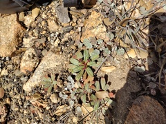 Eriogonum apiculatum