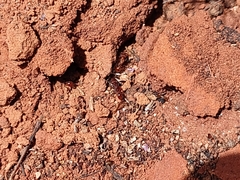 Pogonomyrmex imberbiculus