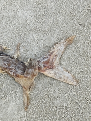 Polyodon spathula
