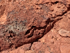 Pogonomyrmex imberbiculus