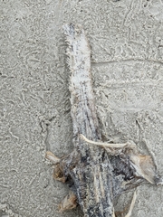 Polyodon spathula