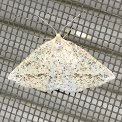 Lychnosea intermicata