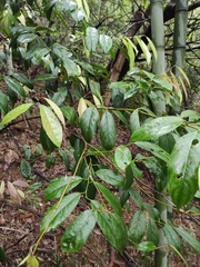 Itea chinensis