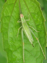 Oecanthus texensis