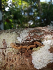 Polyporaceae
