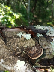 Polyporaceae