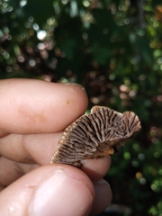 Polyporaceae