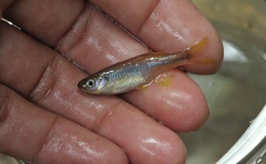 Devario chrysotaeniatus