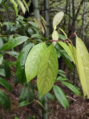 Itea chinensis