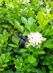 Sataspes tagalica