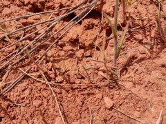 Myrmecocystus melliger