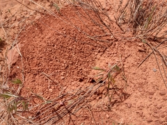 Myrmecocystus melliger