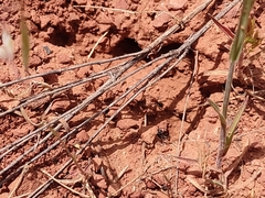 Myrmecocystus melliger