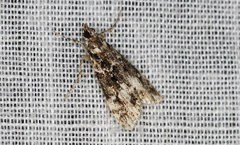 Scoparia crocospila