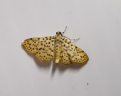 Polygrammodes eleuata