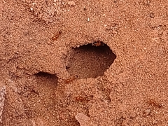 Solenopsis aurea