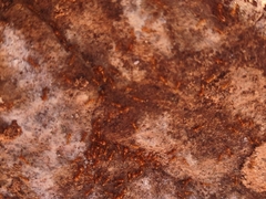 Solenopsis aurea