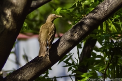 Turdus grayi