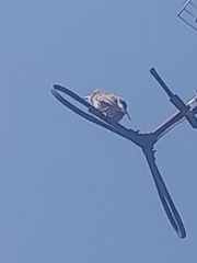 Toxostoma curvirostre