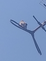 Toxostoma curvirostre