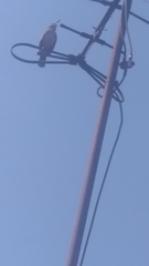 Toxostoma curvirostre