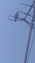 Toxostoma curvirostre