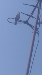 Toxostoma curvirostre