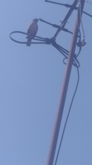 Toxostoma curvirostre