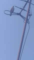 Toxostoma curvirostre