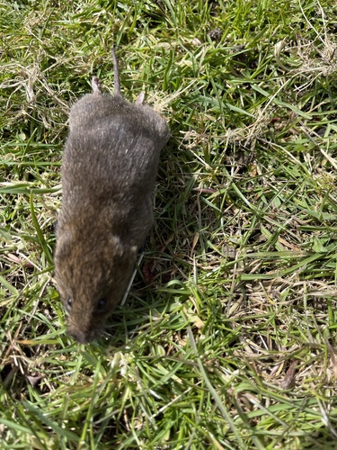 Townsend's Vole