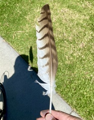 Buteo jamaicensis