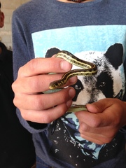 Thamnophis pulchrilatus