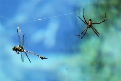 Argiope radon