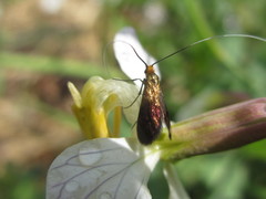 Nemophora albiantennella