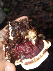 Polyporaceae