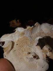 Polyporaceae