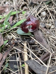 Corybas hispidus